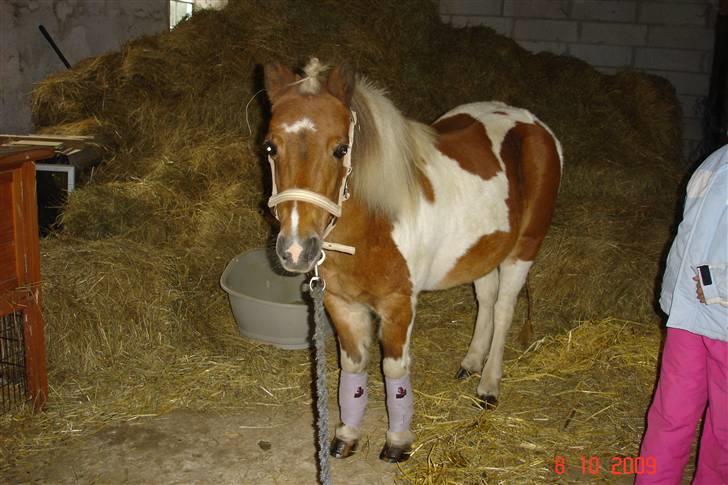 Anden særlig race Freja <3 billede 9