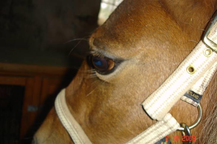 Anden særlig race Freja <3 billede 11