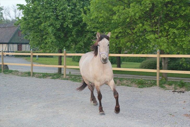 Anden særlig race Babette billede 4