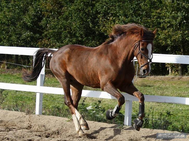 New Forest Orchid's Champer  - Champ fri på udendørs banen! :-D Foto: Anne Thomsen billede 4