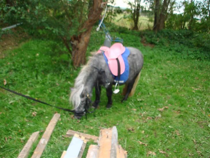 Miniature Sille billede 10