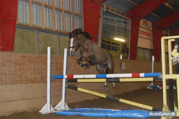 New Forest Orchid's Champer  - Champen i hopla hos Mathilde Stenild! :-D billede 8