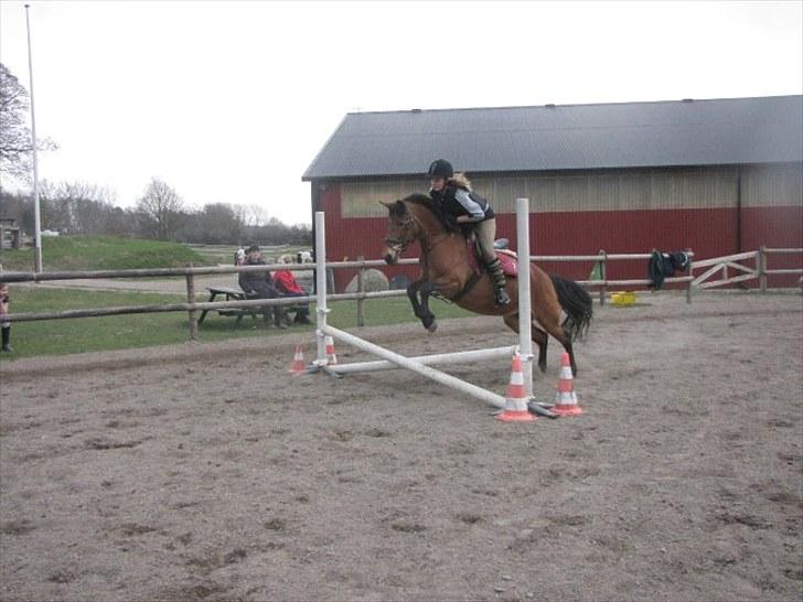 Anden særlig race Mary Lou (Rider ik mere) billede 17