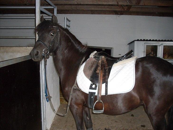 Anden særlig race trunte Min tyksak<3 - På vej ud og ride den 28. Maj 2011 Foto: mig¤ billede 8