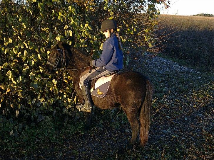 Anden særlig race trunte Min tyksak<3 - En dejlig aften tur med Regitze og Topper;D Foto: regitze! billede 9