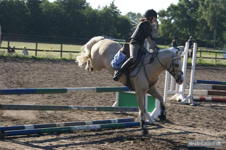 Welsh Pony (sec B) Rosengårdens Nathowra - Goldi til spring-træning Foto: Laura:) billede 19