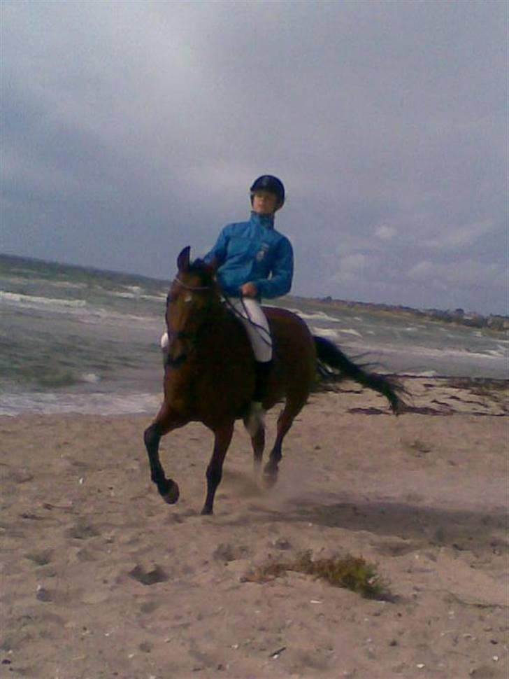 DSP Ryttergårdens nika - På stranden billede 8