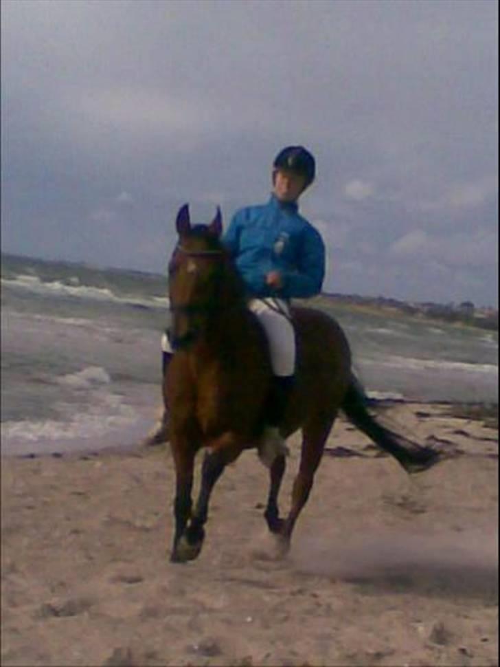 DSP Ryttergårdens nika - På stranden (; billede 9