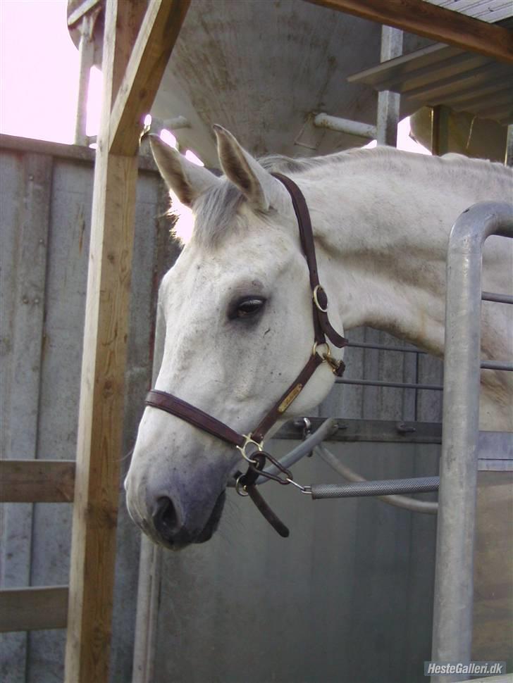 Dansk Varmblod Antares - Anton på løbebånd Foto: Annemette:) billede 11