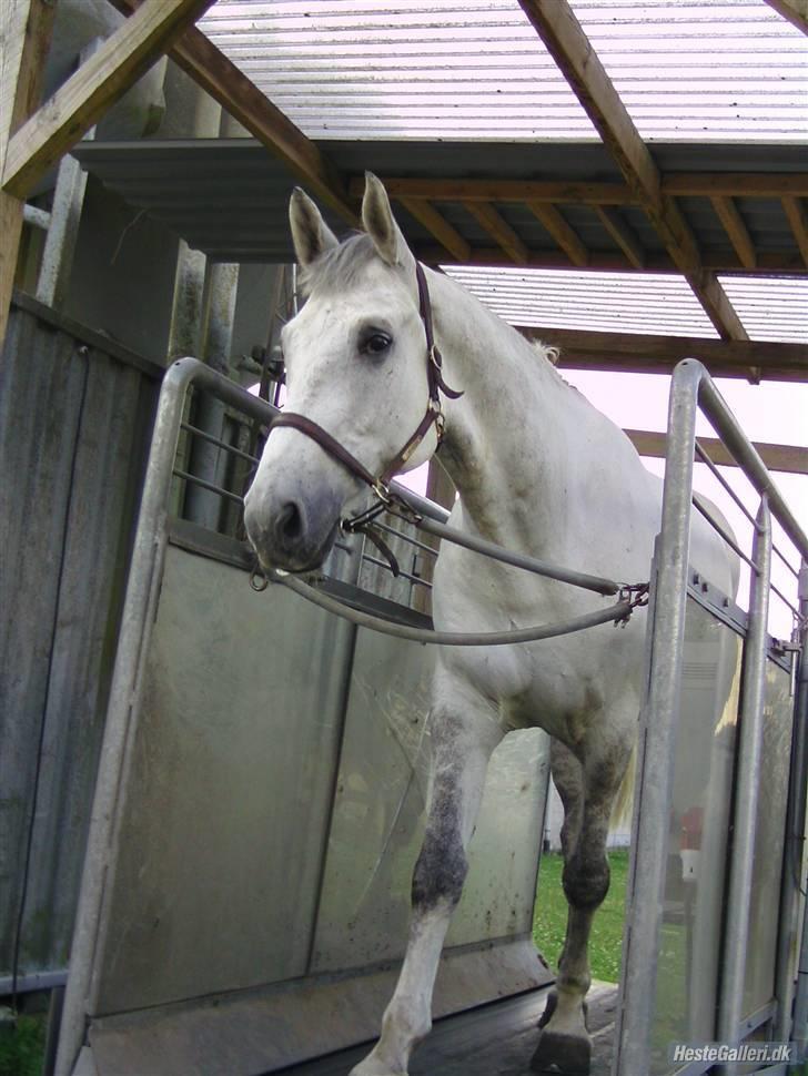 Dansk Varmblod Antares - Anton på løbebånd Foto: Annemette:) billede 12