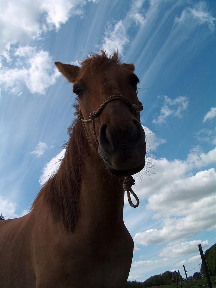 Anden særlig race Playboy billede 6