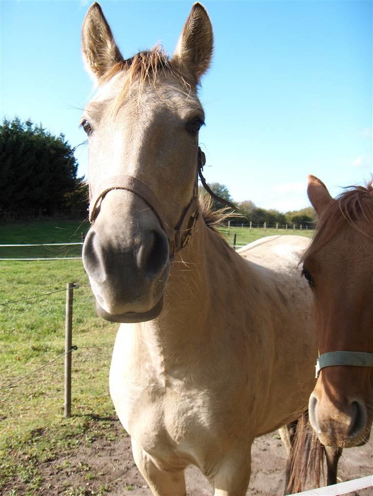 Anden særlig race Babette billede 10
