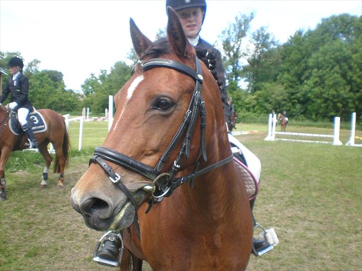 Anden særlig race CINORA - Nusser pony Til hyllebjerg:D billede 19