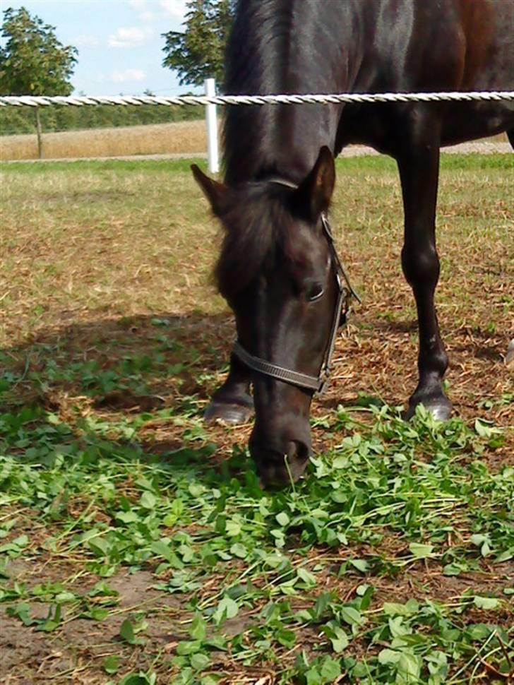 Anden særlig race Dina-SOLGT- - så er Dina på fold efter en lang dag i Hedelykke billede 2