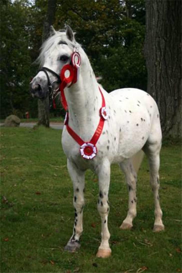 Knabstrupper Aastrupgaards odin - Odin 2004 da han blev Årets Hingst! (foto: knud Bonke) billede 5