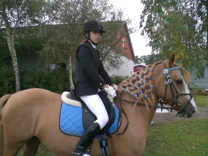 Anden særlig race Sally miin Prinsesse Y solgt billede 8