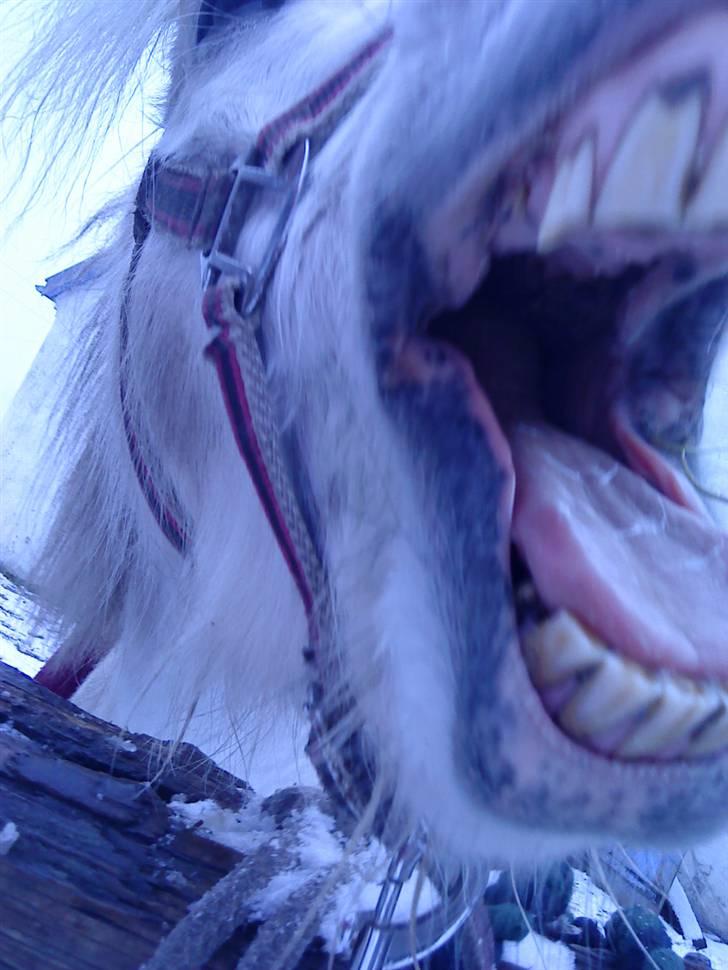 Welsh Pony (sec B) Ib! -gammel part. - træt lille Ib xD? billede 1