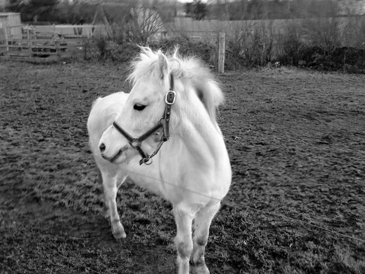 Welsh Pony (sec B) Ib! -gammel part. billede 2