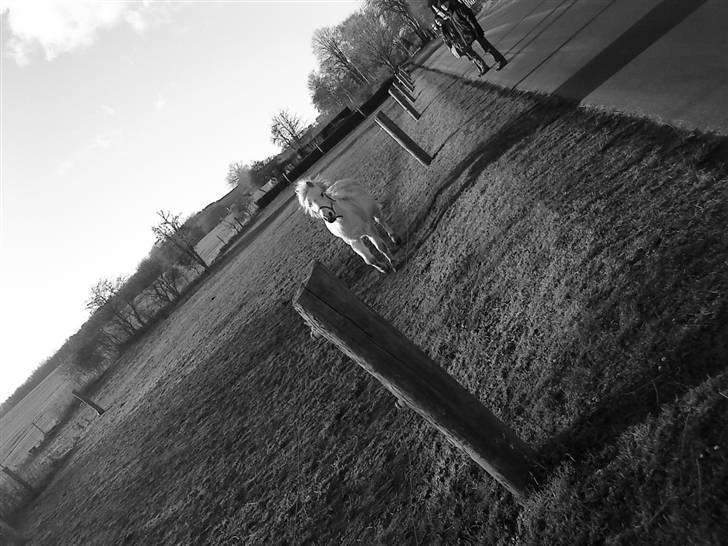 Welsh Pony (sec B) Ib! -gammel part. - Ib kommer løbende :3 billede 3