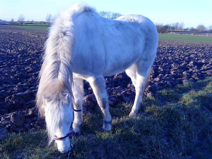 Welsh Pony (sec B) Ib! -gammel part. - vinter gåtur :3 billede 4