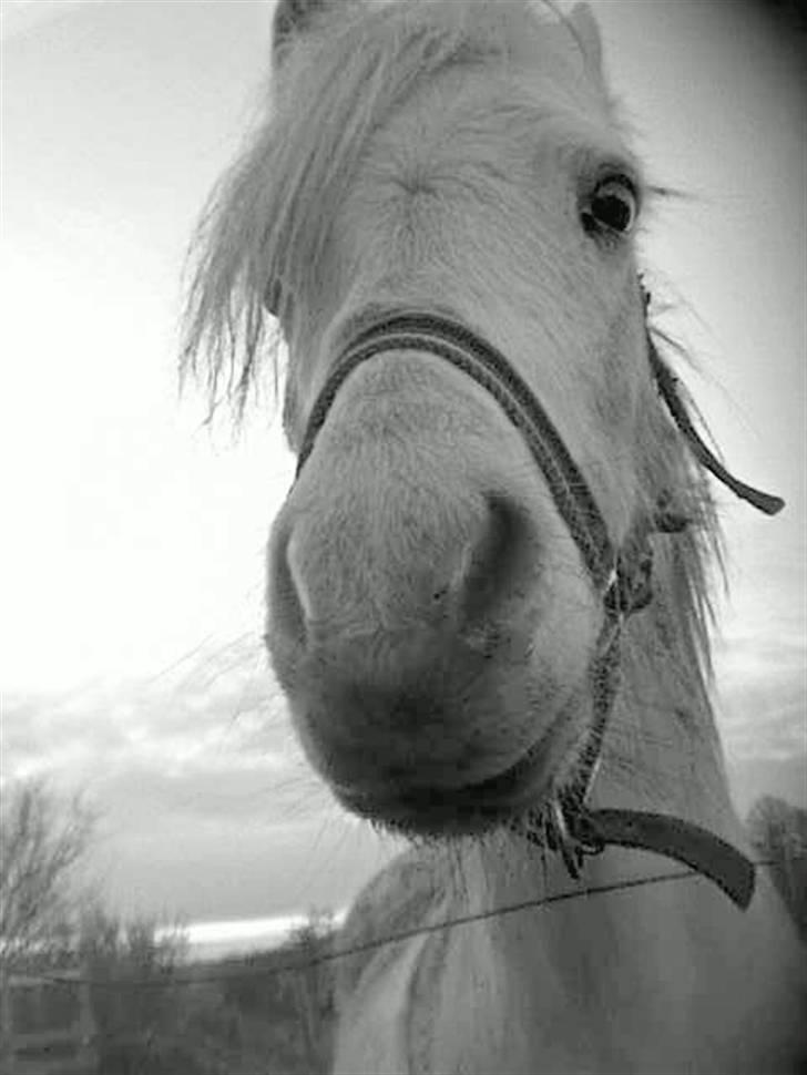 Welsh Pony (sec B) Ib! -gammel part. billede 5