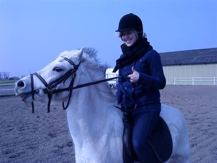 Welsh Pony (sec B) Ib! -gammel part. - Søster til hest d: billede 7