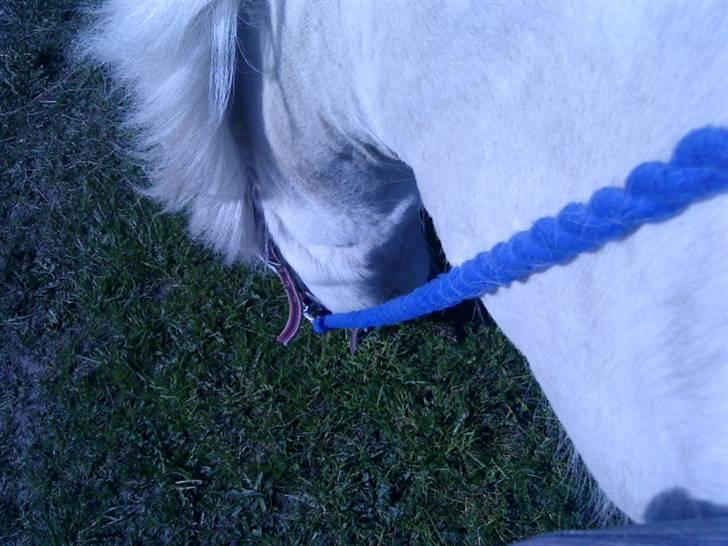 Welsh Pony (sec B) Ib! -gammel part. billede 8