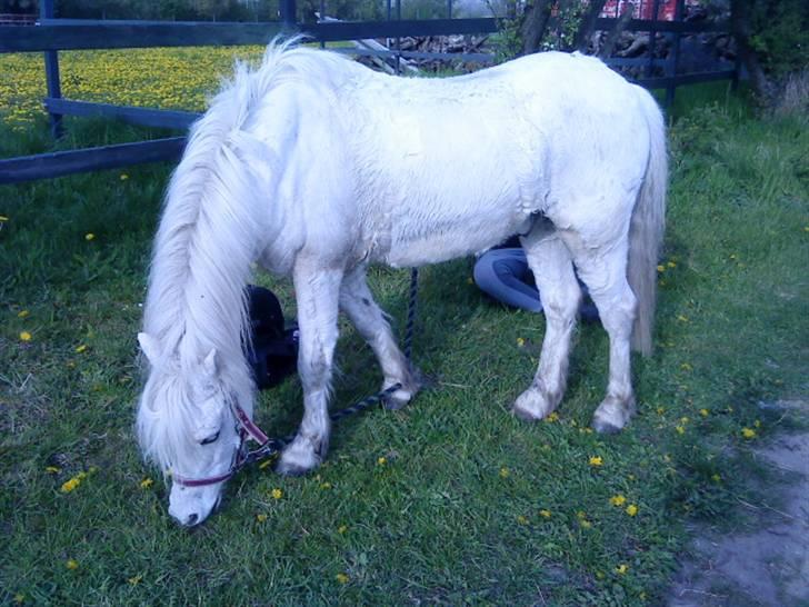 Welsh Pony (sec B) Ib! -gammel part. billede 9