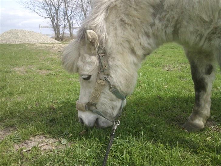 Anden særlig race Hygums Kiki - forelskelse i græs ;D billede 16