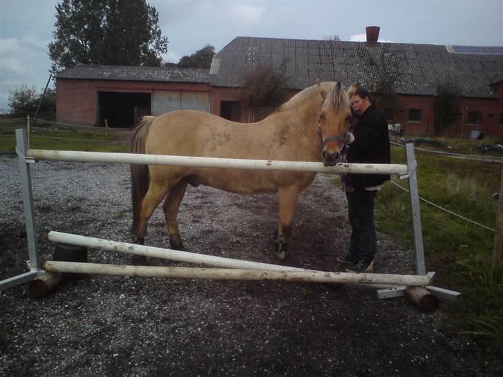 Fjordhest klodshans - 1,10cm.  det havde han lige sprunget billede 10
