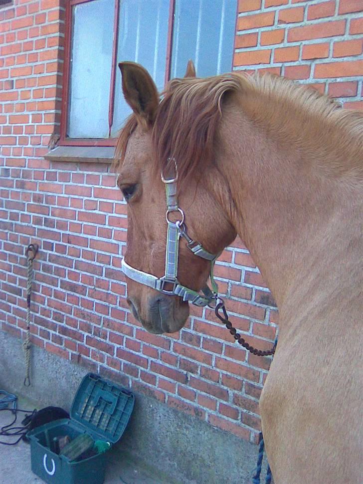 Anden særlig race Gamle[R.I.P 22.11.10]:'(  - 12¤ i miss you, and i love you so mutch!! billede 12