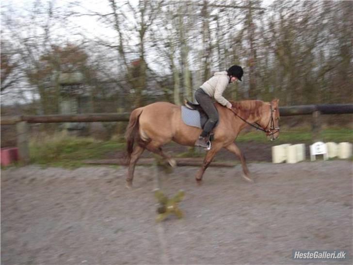 Anden særlig race Gamle[R.I.P 22.11.10]:'(  - 15¤springer for aller første  gang:O fuck jeg ´ser dum ud (foto katrine L) billede 15