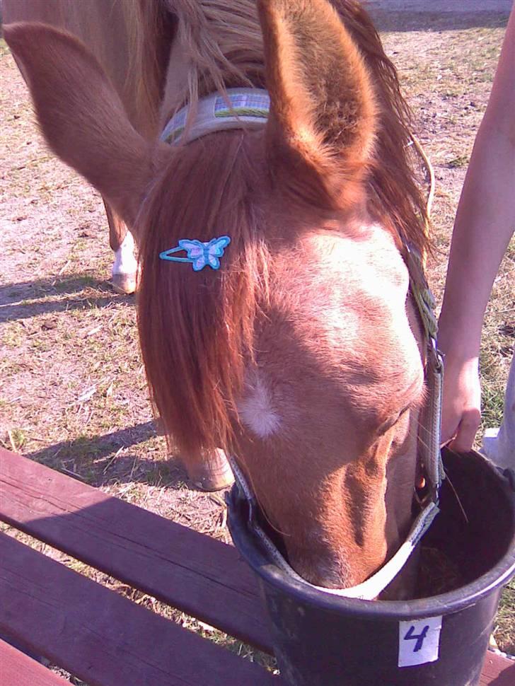 Anden særlig race Gamle[R.I.P 22.11.10]:'(  - 16¤ hehe alt det vi lavede sammen, glemmet aldig noget af det!!<3:´( billede 16