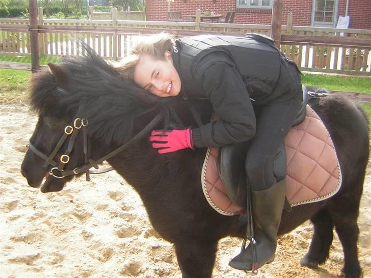 Shetlænder Fellin Af Nørvang billede 15