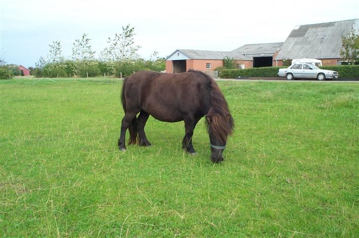 Shetlænder Laura <3<3<3 billede 10