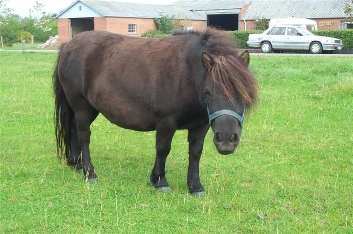 Shetlænder Laura <3<3<3 billede 11