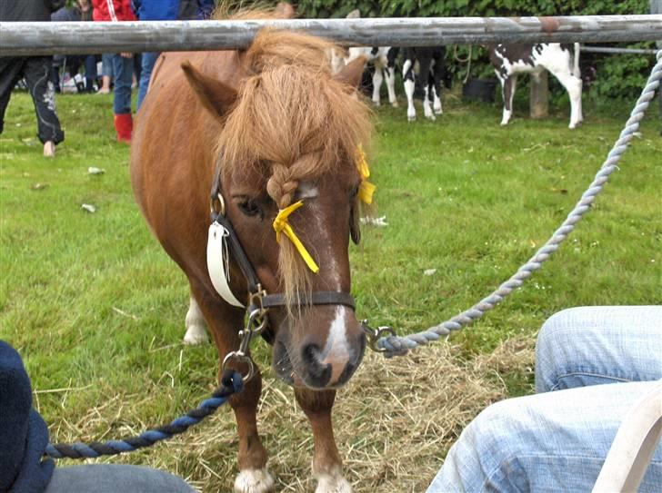 Shetlænder Ponyfar 3<3<3 billede 12