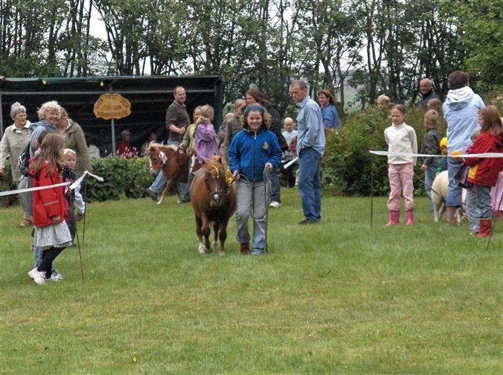 Shetlænder Ponyfar 3<3<3 billede 13