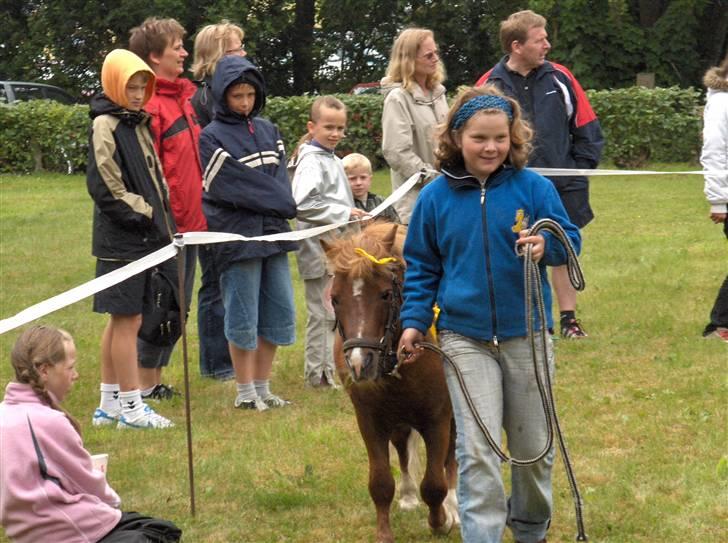 Shetlænder Ponyfar 3<3<3 billede 14