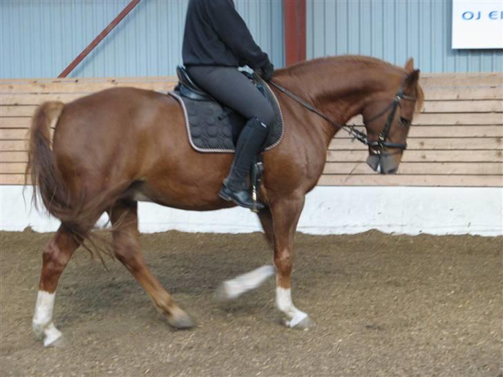 Anden særlig race Trigger (SOLGT) - at gå til bidet billede 11
