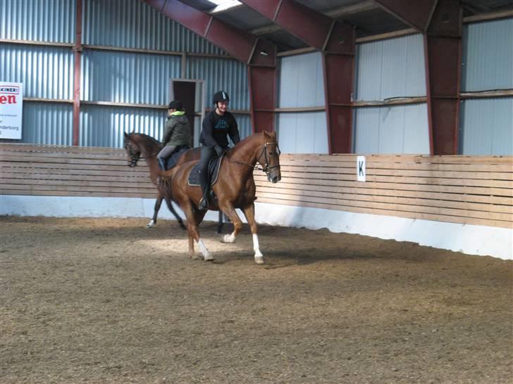 Anden særlig race Trigger (SOLGT) - Maj Britt i galop på Trigger billede 13