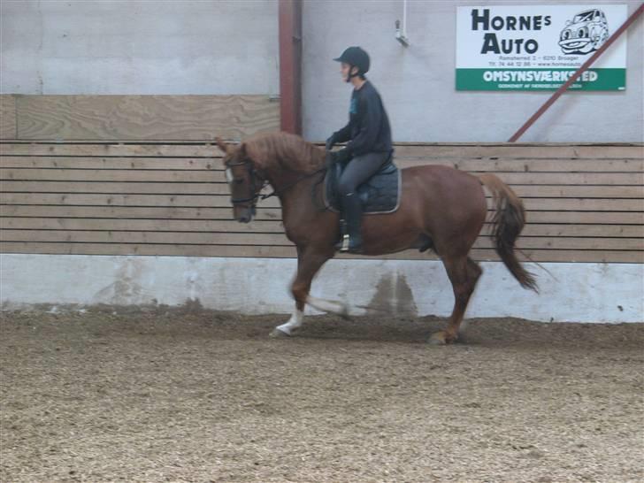 Anden særlig race Trigger (SOLGT) - Galop billede 14