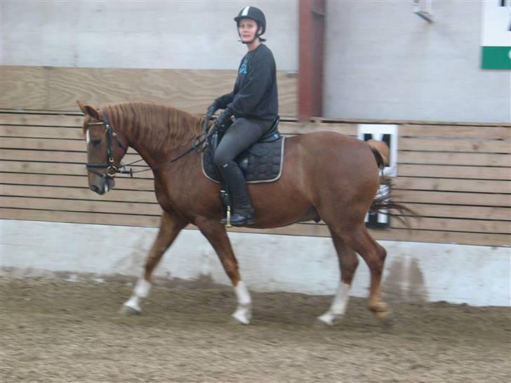 Anden særlig race Trigger (SOLGT) - Dagens dont er nu overstået.. billede 15