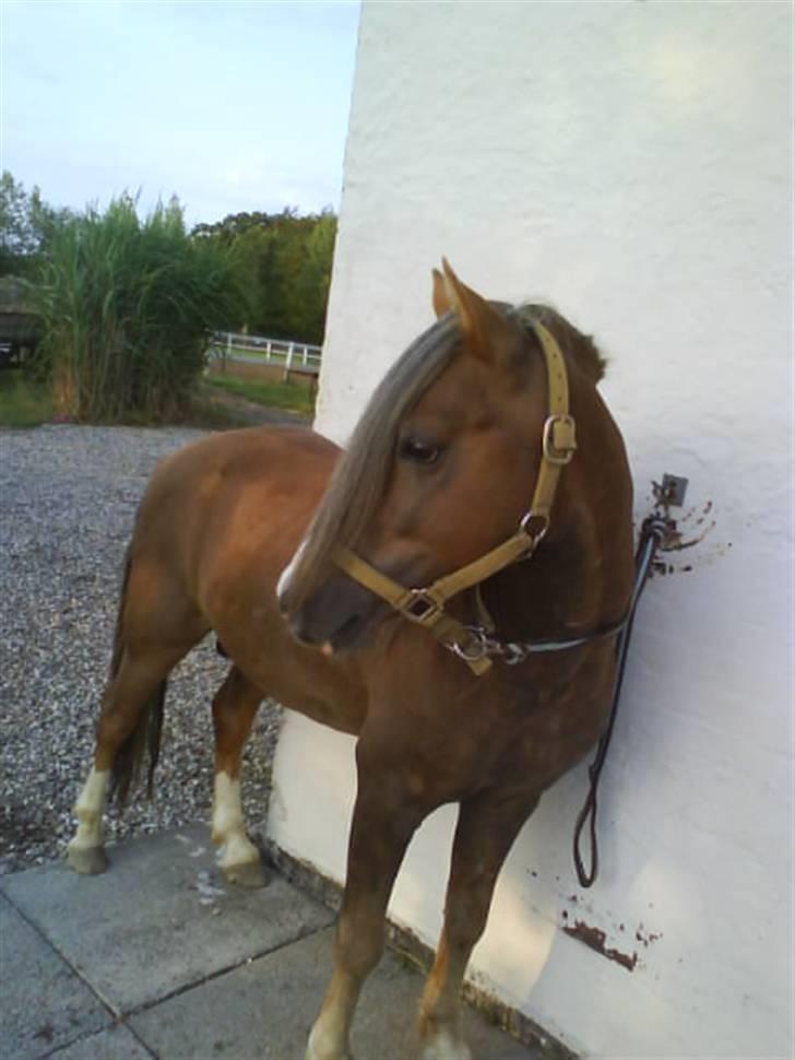 Welsh Mountain (sec A) Spirit<3(har tilredet)<3 billede 16