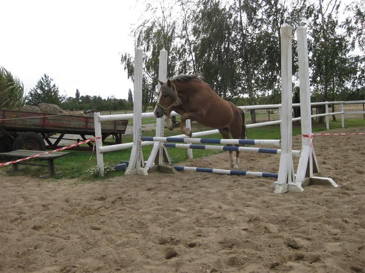 Welsh Mountain (sec A) Spirit<3(har tilredet)<3 billede 17