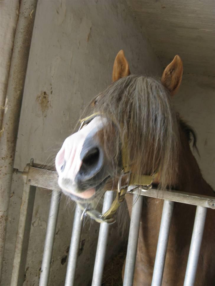 Welsh Mountain (sec A) Spirit<3(har tilredet)<3 billede 18