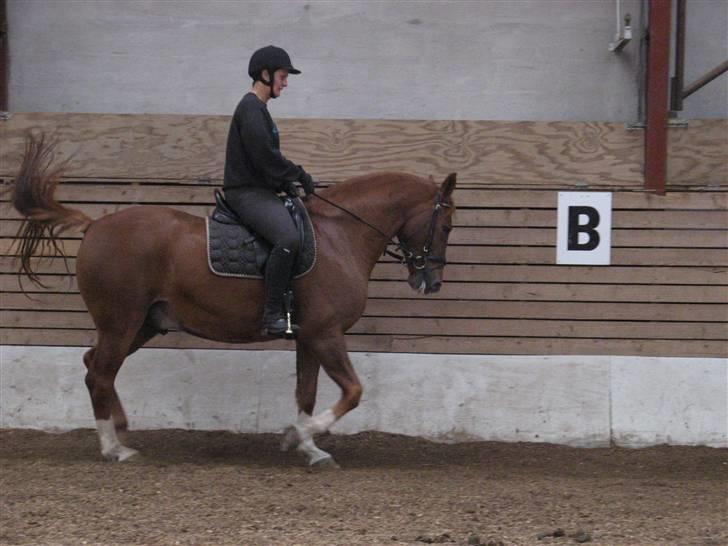 Anden særlig race Trigger (SOLGT) billede 17