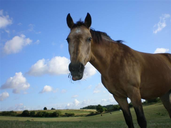 Connemara E Alouette Klubmester' 10 - Haha. (Fotograf: Signe) billede 1