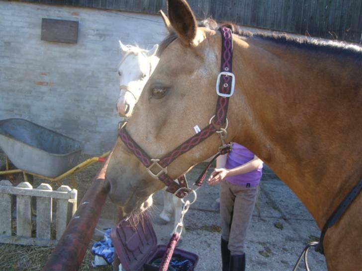 Connemara E Alouette Klubmester' 10 - Alou (Fotograf: Mig) billede 2
