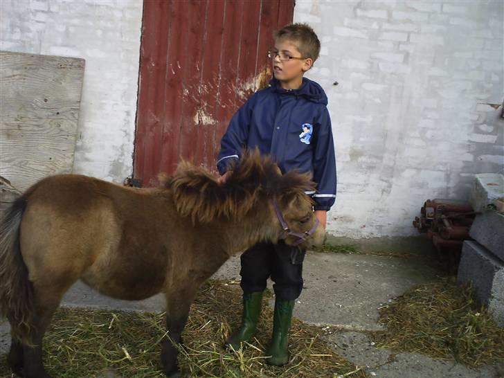 Shetlænder Yvonnes Fiona billede 19